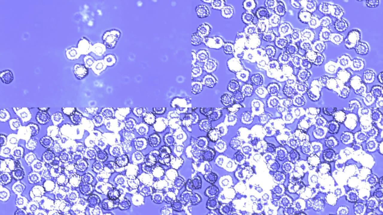 在紫光下通过显微镜观察繁殖的宏观细菌