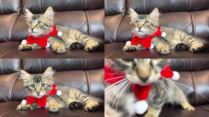 我们的小猫用红色绷带像一个小丑和白色的buboes看着框架，然后慢慢走近看着镜头，变得模糊，他坐在棕