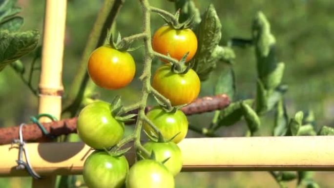 温室中未成熟和半成熟圣女果的枝条，芳香的番茄在阳光下生长和成熟。家庭蔬菜栽培、农艺栽培、农艺学概念