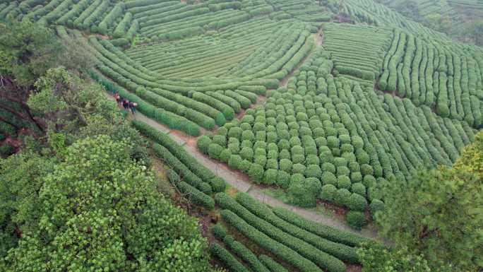 茶园 茶山 采茶 杭州龙井茶园