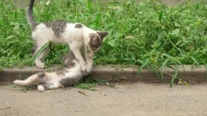 两只可爱的小猫在街上一起玩耍。在绿草丛中跳跃的流浪猫。无家可归的小猫在花园里玩耍放松。自然界中的动物