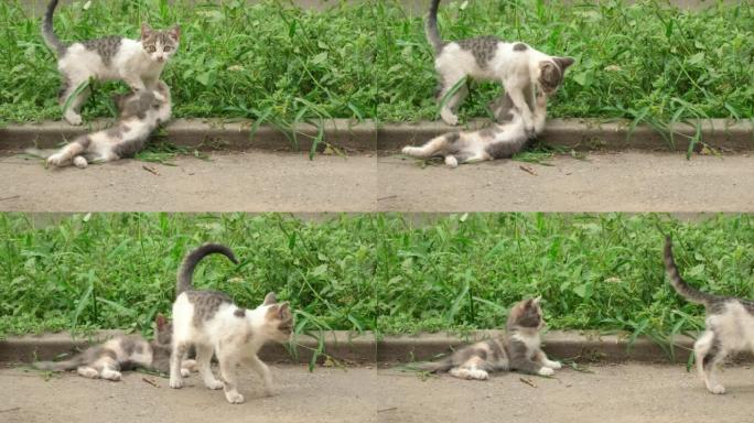 两只可爱的小猫在街上一起玩耍。在绿草丛中跳跃的流浪猫。无家可归的小猫在花园里玩耍放松。自然界中的动物