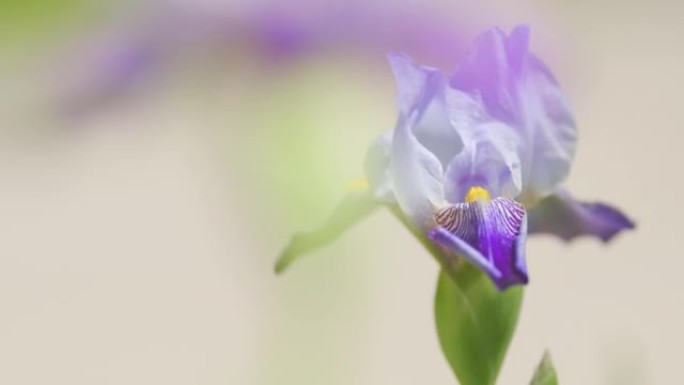 花园里生长的白紫矮星鸢尾麦基。花瓣大。美丽多彩的花朵。慢动作。