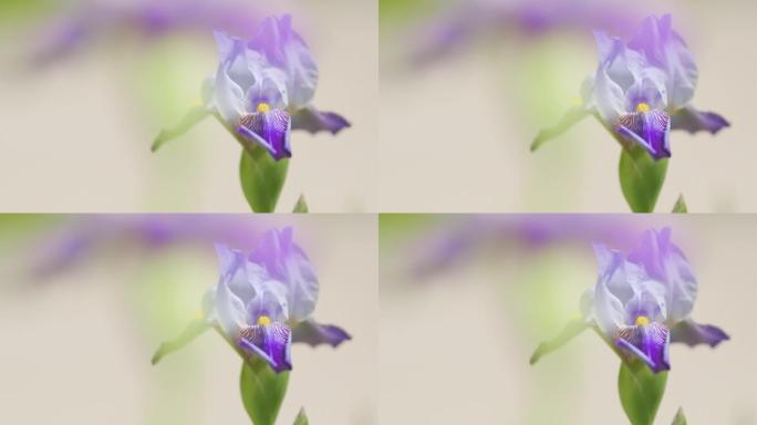 花园里生长的白紫矮星鸢尾麦基。花瓣大。美丽多彩的花朵。慢动作。