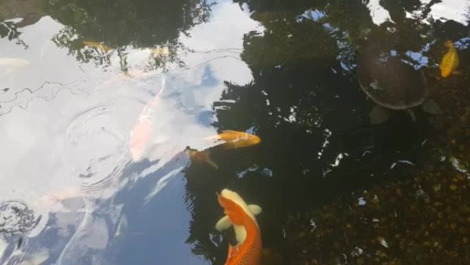 池塘里的花式鲤鱼