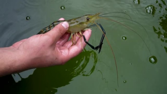 男人手里拿着一只巨大的淡水虾。养虾场。罗氏沼虾