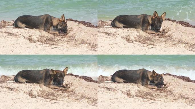 一只流浪狗舒适地依偎在海边。一只无家可归的狗快乐地啃骨头