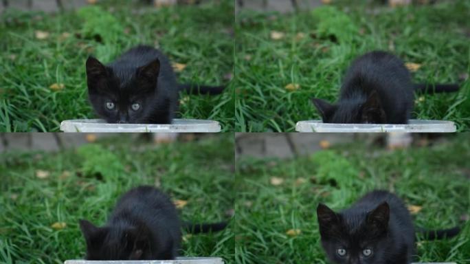 流浪小猫。城市街道上饥饿的无家可归的黑猫家庭。他们玩耍，用塑料碗吃饭。一只小群里的小猫看起来很悲伤。