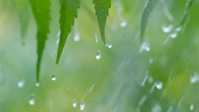 特写水滴绿叶前景。巨雨落在绿色植物叶子上。平静放松的冥想平静的背景。慢动作雨滴在雨中从绿叶蕨类植物中