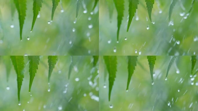 特写水滴绿叶前景。巨雨落在绿色植物叶子上。平静放松的冥想平静的背景。慢动作雨滴在雨中从绿叶蕨类植物中