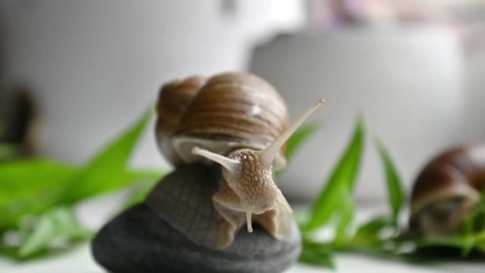 可爱的花园蜗牛坐在花园里的圆卵石上慢慢移动有角的头