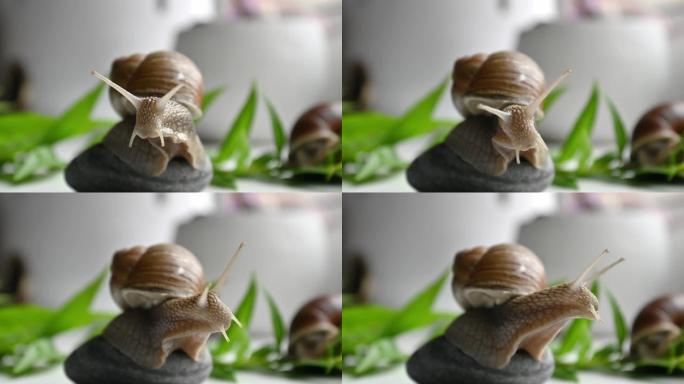 可爱的花园蜗牛坐在花园里的圆卵石上慢慢移动有角的头