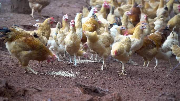【镜头合集】乡村生态养鸡场散养土鸡（1）