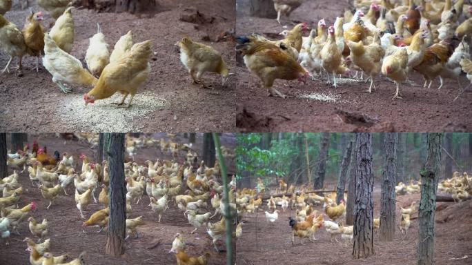 【镜头合集】乡村生态养鸡场散养土鸡（1）
