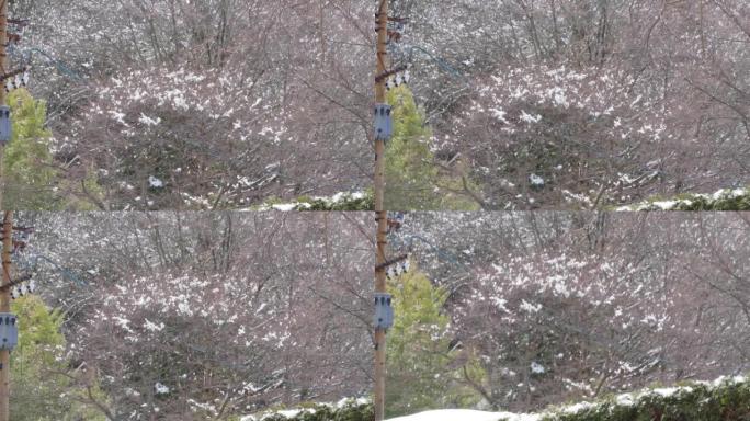 五颜六色的树木被雪覆盖，看起来像樱花日本