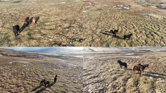冬季草地上的冰岛马无人机视频4k圈飞行冰岛小马