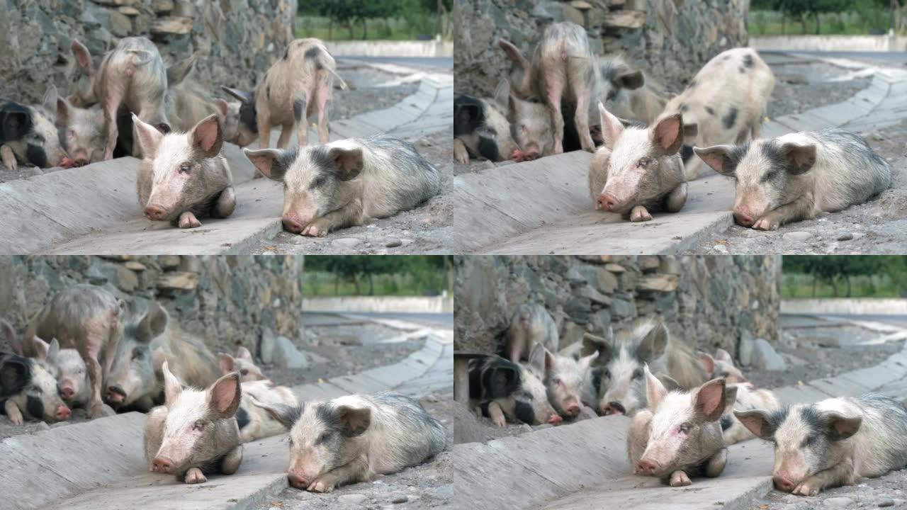 大量的灰色小猪在乡村公路上奔跑。