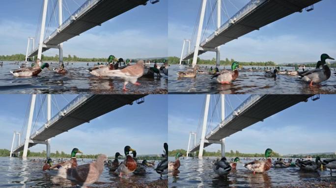 叶尼塞河水中的人行天桥