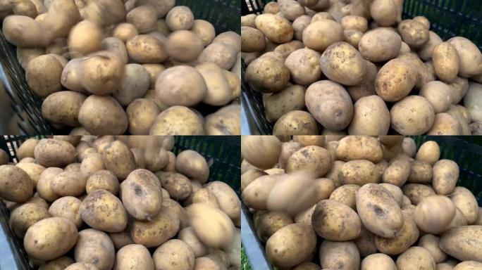 许多新鲜土豆在慢动作中掉落和旋转