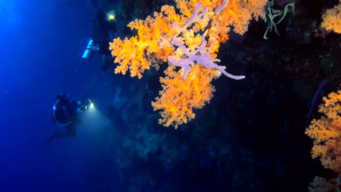 潜水员在水下拍摄的墙壁上覆盖着各种珊瑚