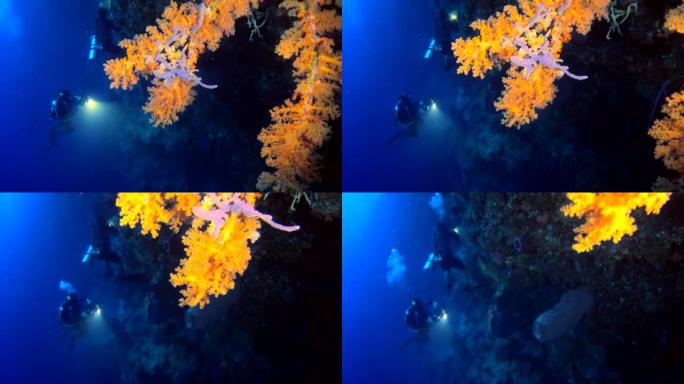 潜水员在水下拍摄的墙壁上覆盖着各种珊瑚