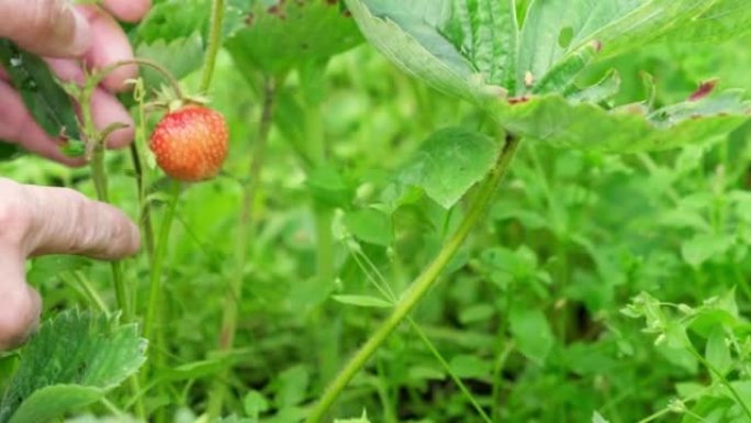 Person hands picking up red ripe garden strawberri