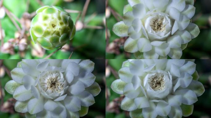 仙人掌花从芽到满花的延时镜头