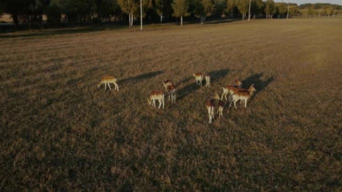成群的小鹿在绿草中奔跑