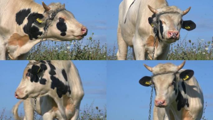波兰晴天牧场上的奶牛