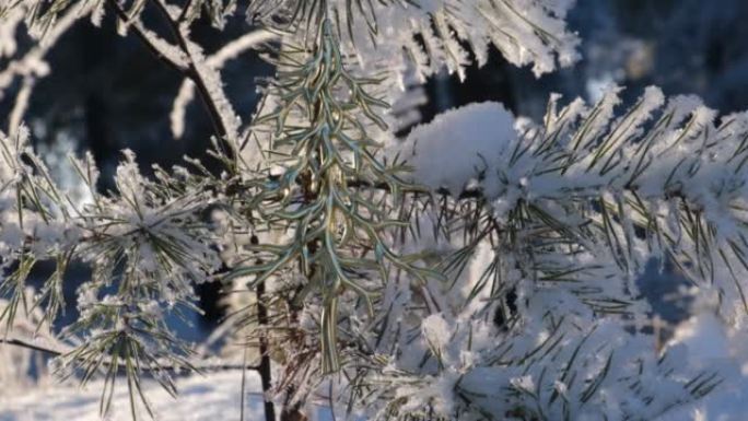 金色圣诞树玩具，树枝上覆盖着雪。冬季森林。新年假期。圣诞大气心情