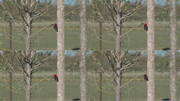 猩红色的黑鸟栖息在树枝上