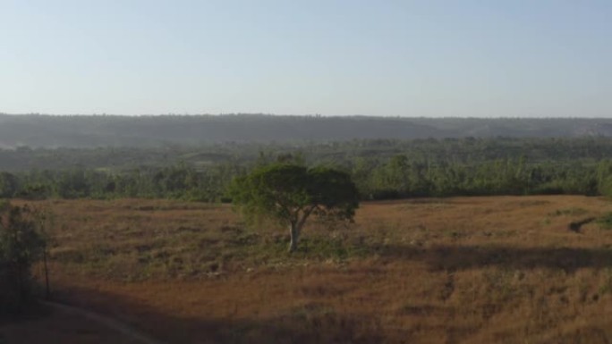 埃塞俄比亚稀树草原上的一棵老树的航拍