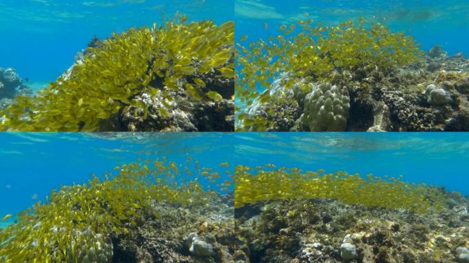 浅水中的大量幼鱼在阳光中游过珊瑚礁。珊瑚礁上方的诱饵球。兔鱼 (Siganidae) 4k-60fp