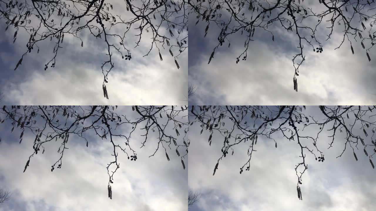 1月的灰al -- 树枝、树枝和雄性柳絮