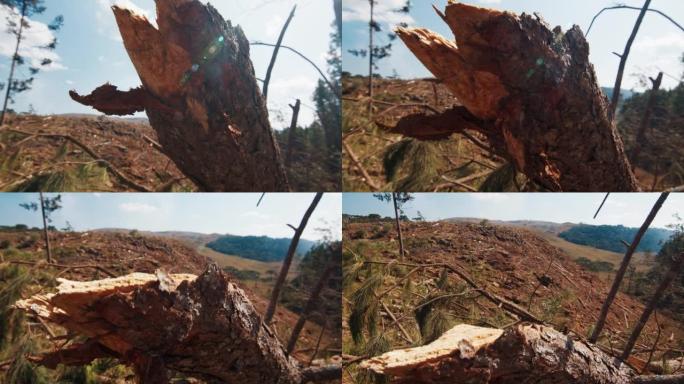 被砍伐的无生命土地，树桩和砍伐的树木在前景