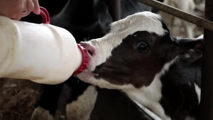 Two calves are fighting for milk given by the farm