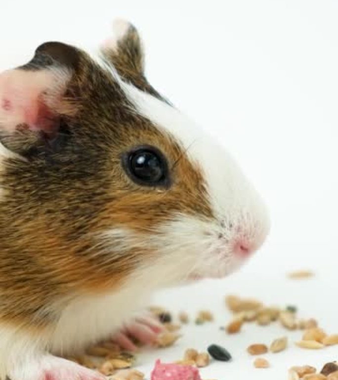 一只小豚鼠在白色背景上吃东西，咀嚼谷物有趣。