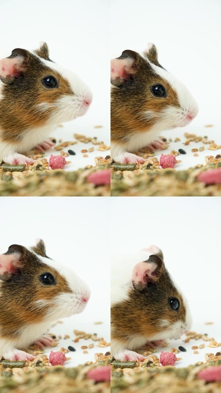 一只小豚鼠在白色背景上吃东西，咀嚼谷物有趣。