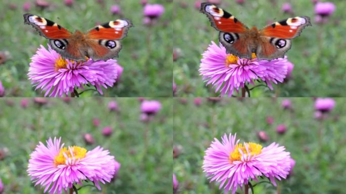 粉红色菊花上的孔雀蝴蝶。夏季微距拍摄。
