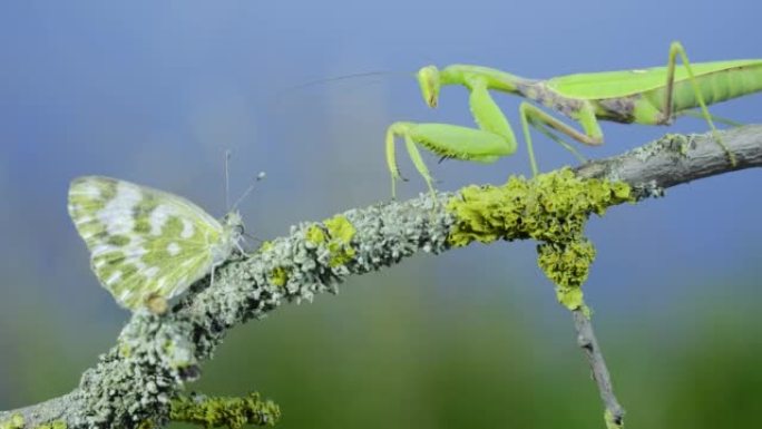 绿色螳螂的特写镜头坐在树枝上，看着蝴蝶。外高加索树螳螂 (Hierodula transcaucas