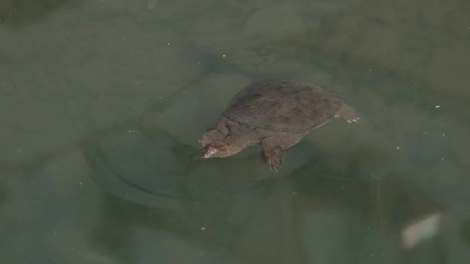 甲鱼水族观赏养殖