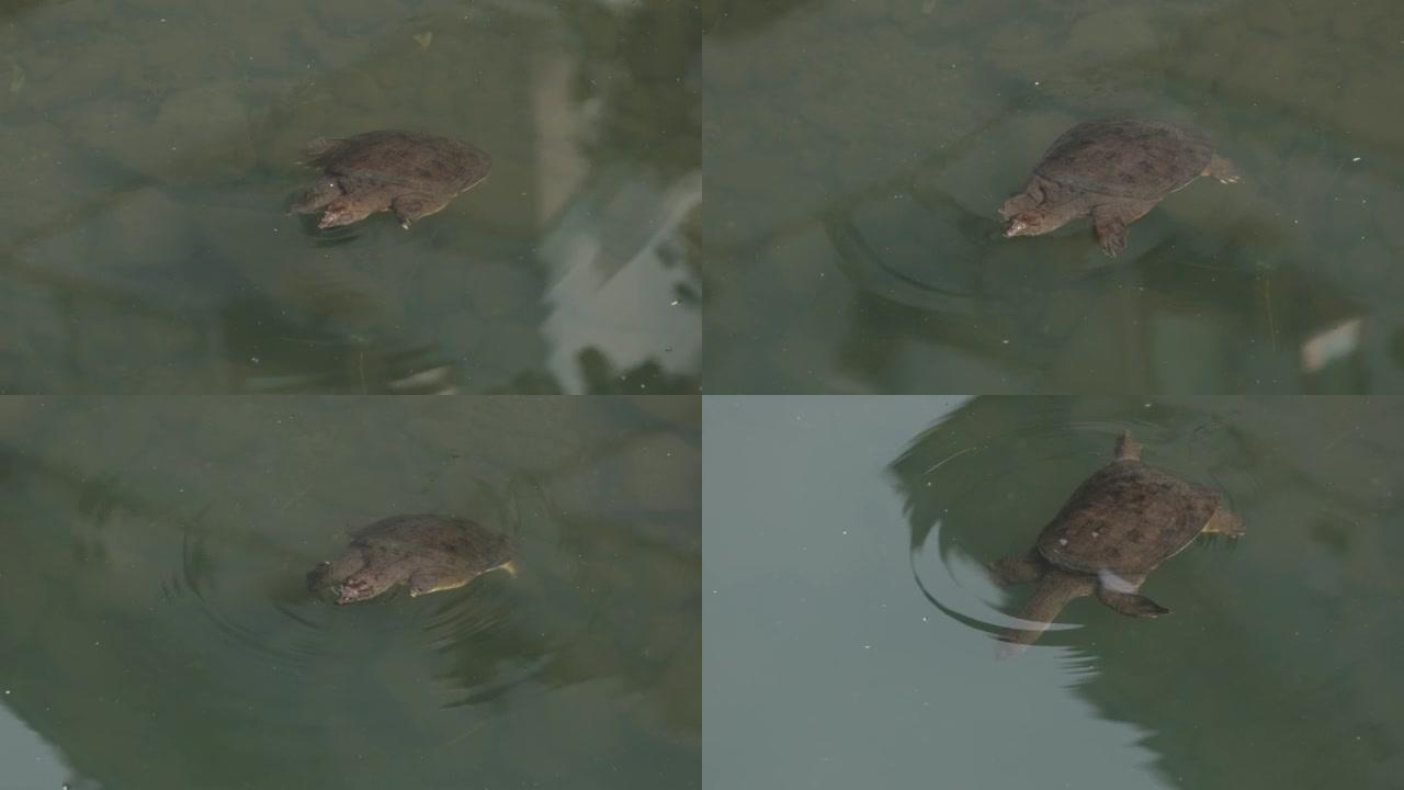 甲鱼水族观赏养殖