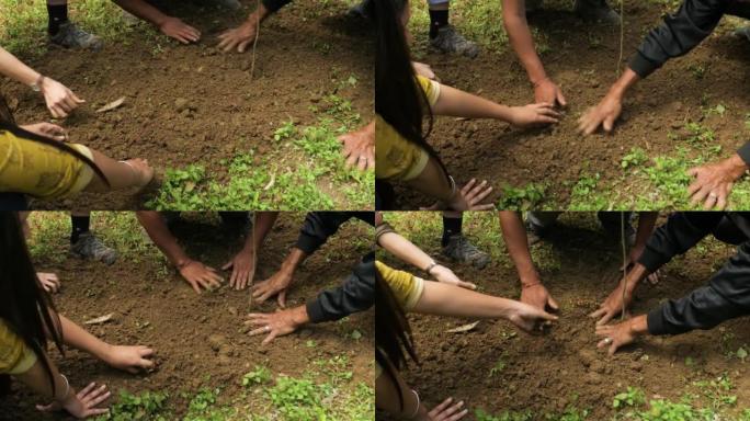 在印度大吉岭，人们正在为一棵种下的小树填土
