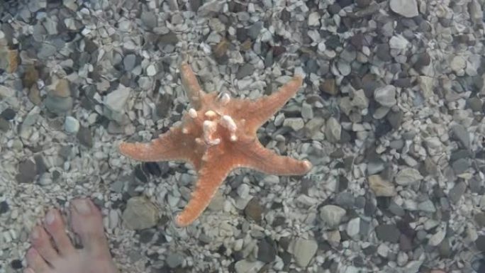 Starfish being hit by waves on the seashore