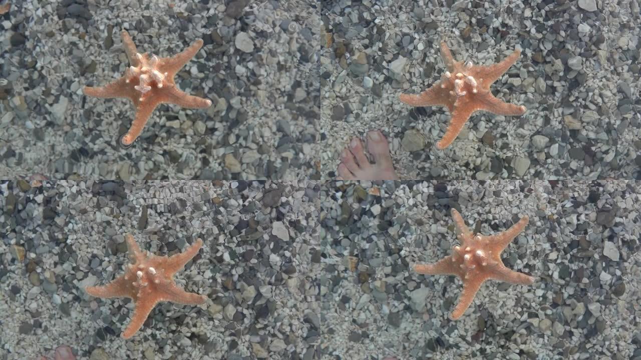 Starfish being hit by waves on the seashore