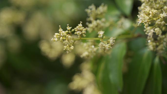 荔枝花、荔枝开花、荔枝幼果期、荔枝花盛开