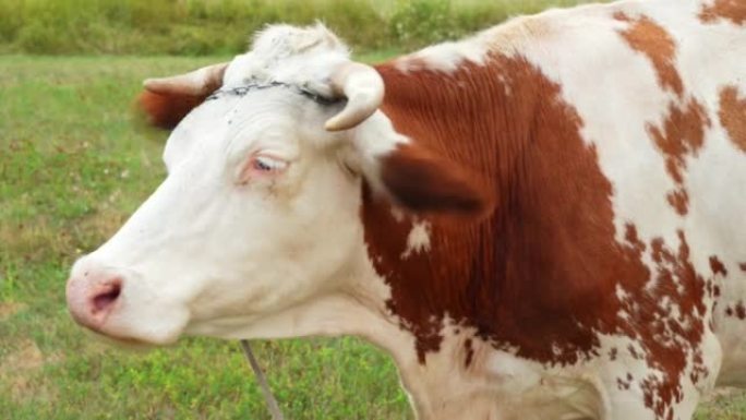 一只大型白褐色角牛的特写镜头，它在夏季的草地上进食，并在鼻子上刷掉苍蝇。