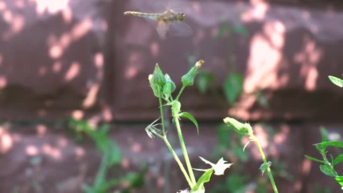 蜻蜓在绿色植物上的飞行