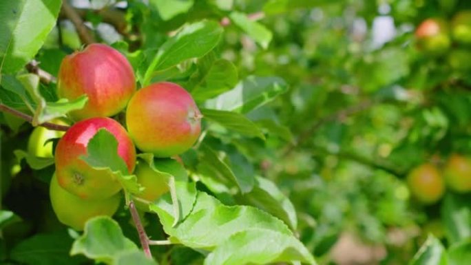 Apple tree with pink ripe eco fruits close up in s