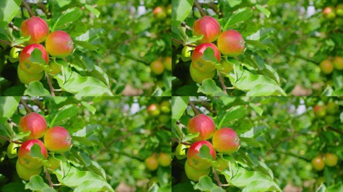 Apple tree with pink ripe eco fruits close up in s